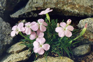 Dianthus microlepis ssp musalae